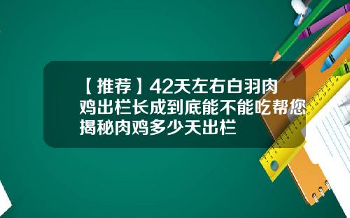 【推荐】42天左右白羽肉鸡出栏长成到底能不能吃帮您揭秘肉鸡多少天出栏