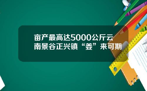 亩产最高达5000公斤云南景谷正兴镇“姜”来可期