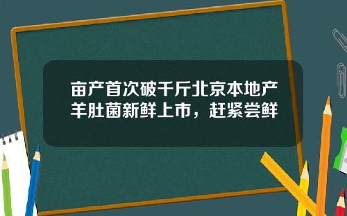 亩产首次破千斤北京本地产羊肚菌新鲜上市，赶紧尝鲜